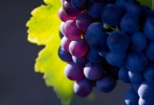 Viticultura